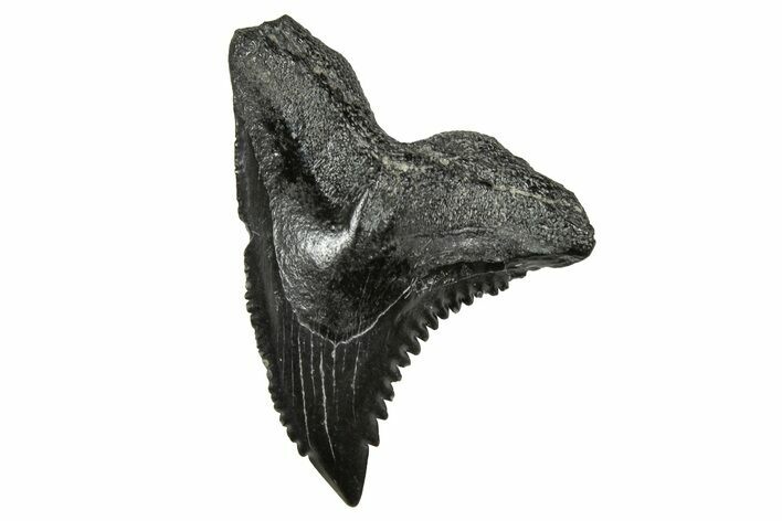 Snaggletooth Shark (Hemipristis) Tooth - South Carolina #359090